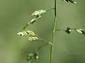 تفاصيل النبات