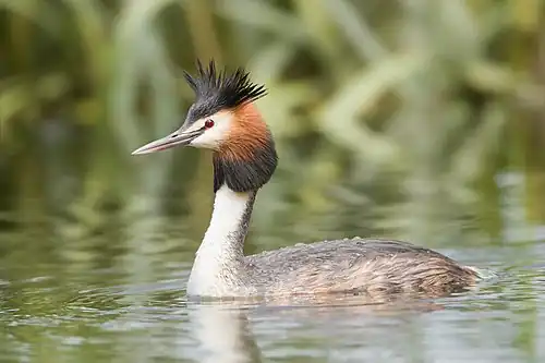 grebe كبير متوج في الصيف