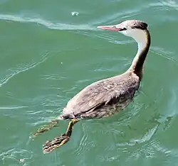 grebe كبير متوج في الشتاء