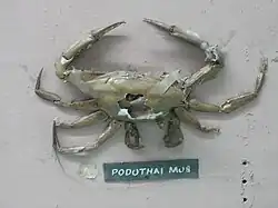 Podophthalmus vigil