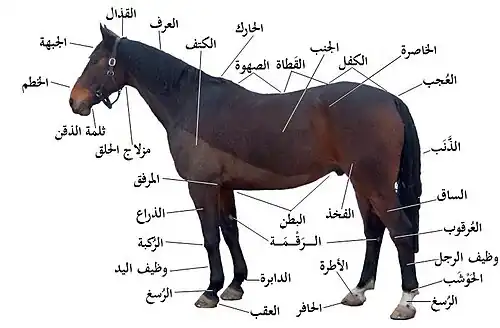 Diagram of a horse with some parts labeled.