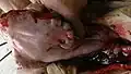 جانب خارجي من كيس جنيني من نهايته الدانية يظهر فيه المبيض وقرن الرحم.