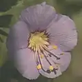 Boreal Jacobs-ladder