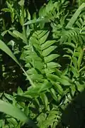 Leaves