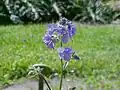 Boreal Jacobs-ladder