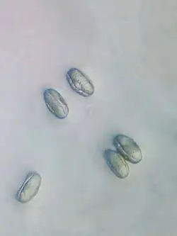حبوب اللقاح