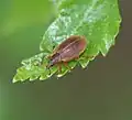 بوليدرويسوس موليس (Polydrusus mollis)