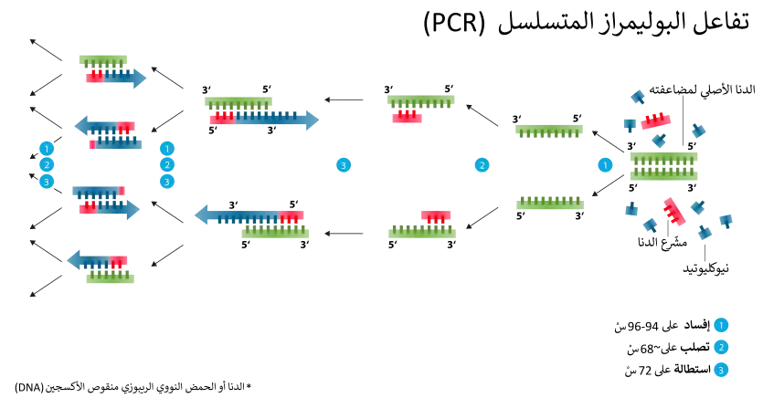 An infographic showing the replication process of PCR