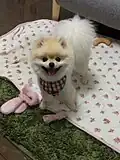 كلب بوميراني صغير.