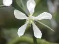 الزهرة