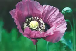 خشخاش الأفيون ( Papaver somniferum )