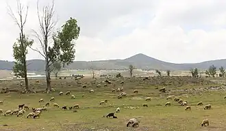 أشجار الحور الأبيض من بحرية ضاية عوا بالمغرب