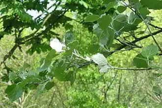 أغصان الحور الأبيض