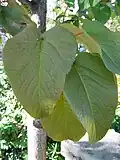 The leaves of P. lasiocarpa