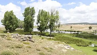 الحور الأسود على ضفاف بحيرة زروقة بالمغرب