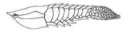 البورسبيس (Poraspis)