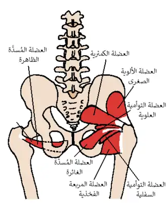 العضلة السدادية الغائرة والعضلات المجاورة
