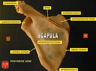 عظم الكتف الأيسر. عرض خلفي. شوكة لوح الكتف مكتوب اسمها في أعلى المنتصف.