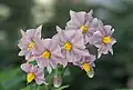 أزهار البطاطا
