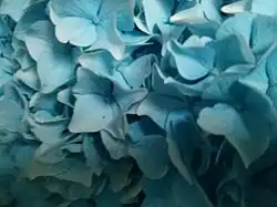 Powder blue colored hydrangea flowers