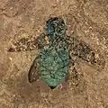 حفرية خنفساء الجوهرة من عصر الأيوسين، موجودة في ميسيل بيت (Messel Pit) (ألمانيا)