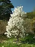A tree of Magnolia stellata in Prague botanic garden, CZ