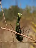 Adult Mantis religiosa religiosa in Guelph, Ontario, Canada.