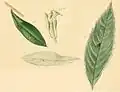 Olive leaves mined by the young larva (2b, 2b*); olive shoot eaten by the mature larva (2b**)