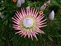 (Protea cynaroides).