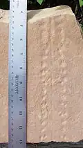 آثار مشي Protichnites من العصر الكمبري ، وجدت في تلال بلاكبري.