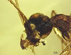 (الاسم العلمي: Protoceratomyrmex revelatus)