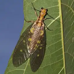 النوع (Protohermes grandis)