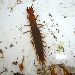 يرقة النوع (Protohermes grandis)
