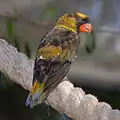 اللوري الأغبش