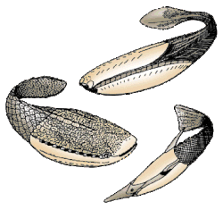 The extinct Pteraspidomorphi, ancestral to jawed vertebrates