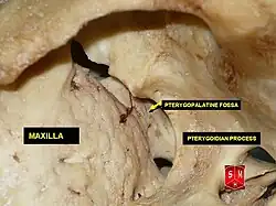 الانخفاض الجناحي الحنكي