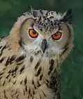 رأس البوهة الهندية