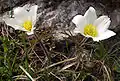 Pulsatilla alpina