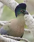 السلالة المحددة،جنوب أفريقيا.