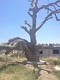 شجرة القينوسي