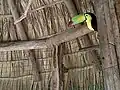 Venezuela