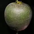 القجل الأخضر