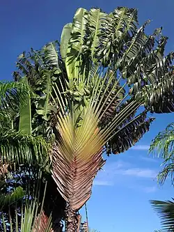 رعامة (Ravenala madagascariensis), Madagascar's national emblem