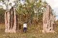Termite cathedral mounds in the إقليم شمالي (أستراليا) of Australia