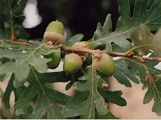 ثمار سنديان برانسي