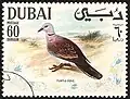 حمام أحمر الرقبة(Streptopelia tranquebarica)