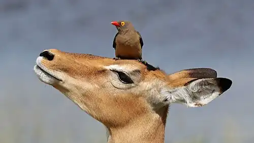 على رأس نعجة إمبالا