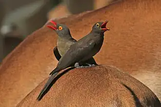 طائر أوكسبيكر البالغ