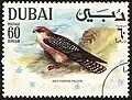 صقر أحمر القدمين(Falco vespertinus)