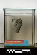 قلب البركت الأحمر